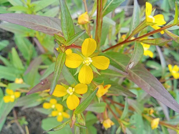 istock Ludwigia decurrens 2113221115