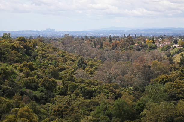 istock Treetops of Walnut Creek 2113249324