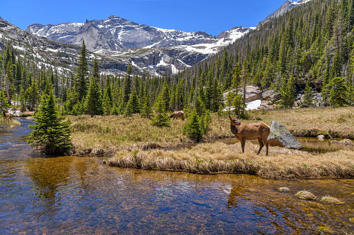 A group of female elk grazing along Glacier Creek, with Chiefs Head Peak (13,577 ft) towering in background, on a sunny Spring day. Rocky Mountain National Park, Colorado, USA.