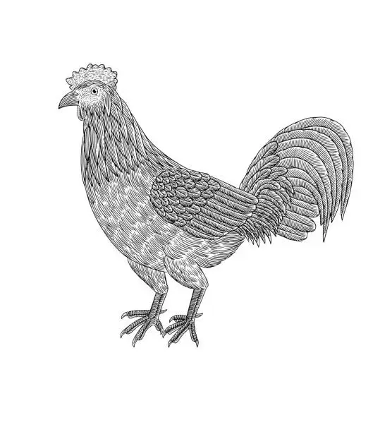 Vector illustration of Rooster, Vintage engraving drawing style illustration