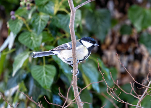istock Great Tit (Parus major) - Widespread across Europe & Asia 2113290517