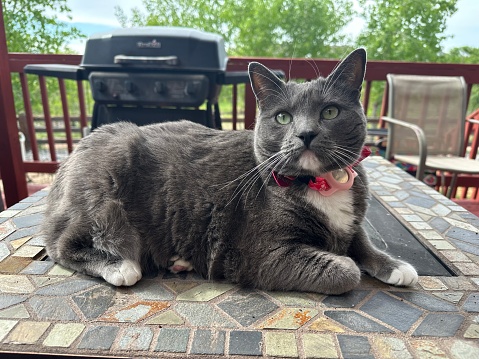 Fat grey cat looking at camera on warm summer day
