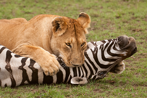 Lone wild lioness finishing off a wild zebra kill, with her mouth around the animals throat.\n\nTaken on the Massai Mara, Kenya, Africa