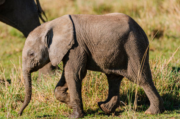 istock Lone Wild Baby Elephant Walking Behind It's Off Camera Mother 2113323948