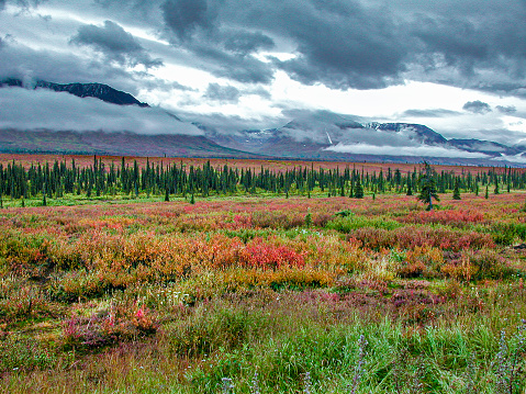 Autumn Alaskan landscape view of tundra, mountains and clouds.\n\nTaken in Alaska, USA