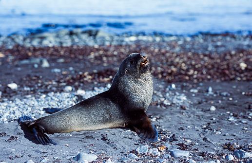 Wild Antarctica Fur Seal (Arctocephalus gazella) protectively sitting on a rocky piece of beach.\n\nTaken in Antarctica.