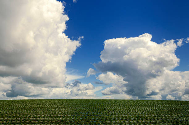 Field of new strawberry plants growing on a rolling hillside under a cloudy sky.Taken in Watsonville, California, USA.