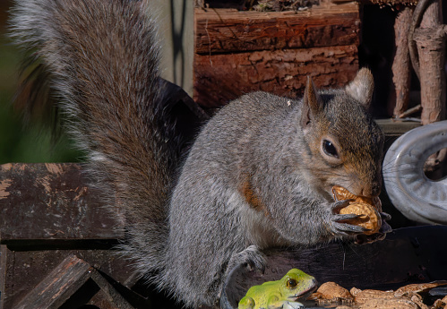 A Gray Squirrel finds a peanut on the backyard deck
