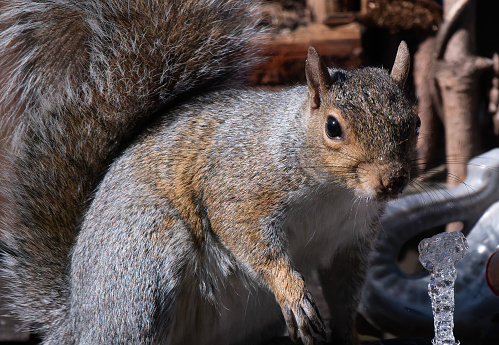 A Gray Squirrel finds a peanut on the backyard deck