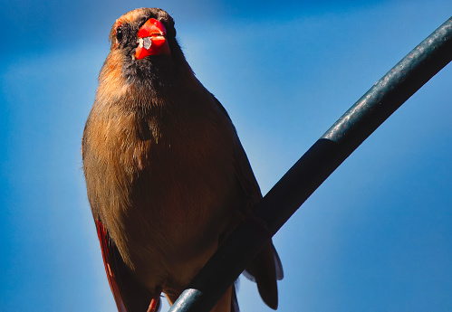 A Northern Cardinal perches over the backyard deck