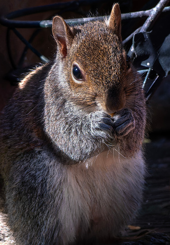 A Gray Squirrel finds a peanut on the backyard deck