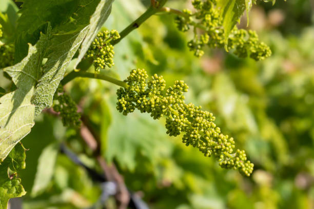 istock Grape bunch at stage of formation. Small green berries are visible. Selective focus. 2113379207