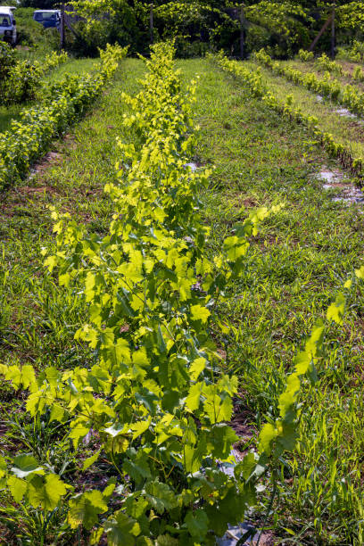 branch with young leaves of grapes against the background of a vineyard in early spring