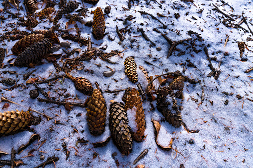 Pine Cones Covered in Snow on Ground Nature Background - selective focus with backlit early morning light.
