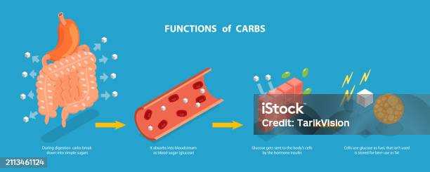 Carb Visual 3d Isometric Flat Vector Conceptual Illustration Of Functions Of Carbs ...