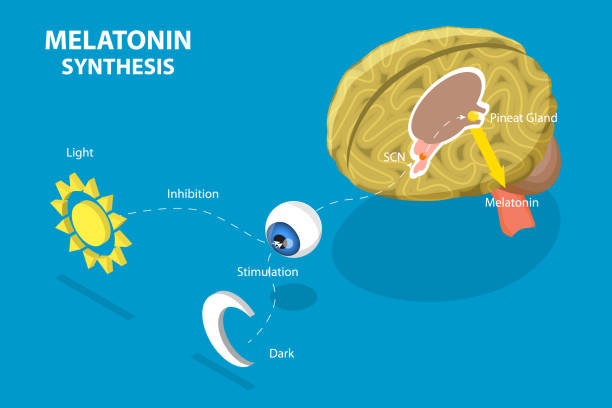 Melatonin Process Flowchart 130+ Circadian Rhythm Icon Stock Illustrations, Royalty-Free Vector ...