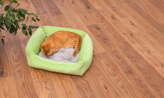 Red cat sits in a cat bed. To accustom a cat to a cat's place. Train the cat. Concept