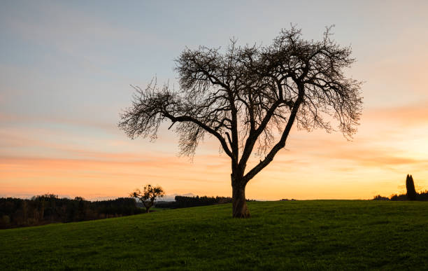 Single fruit tree silhouette in Algau, Germany on a spring evening with colourful sunset and small clouds. Colorful sky gradient and shapes of trunk, twigs in rural landscape.