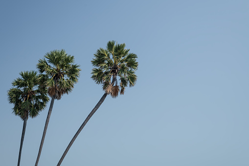 Borassus flabellifer tree ( doub palm, palmyra palm, tala or tal palm ) on blue sky.