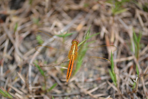 A golden dragonfly perches on a branch, photographed from a high angle against a blurry earthy brown background