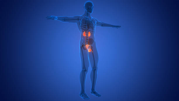Nephrologist holding and showing a human kidney model in a room in a doctor’s office  hospital