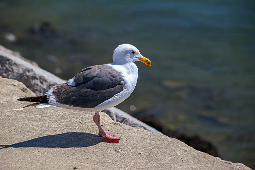 A seagull standing on a concrete bridge