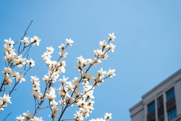 spring landscape