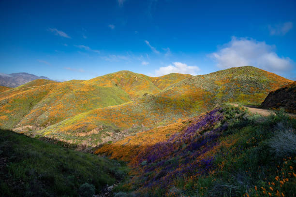 istock Lake Elsinore spring time flower bloom 2113517126