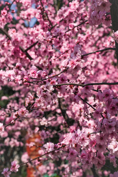 istock pink and white magnolia and cherry blossoms in spring, city, blue sky 2113517649