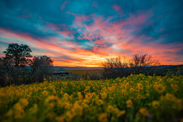 Flower bloom in sunset in Central California Carrizo plain
