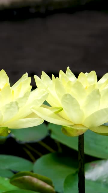 Slow motion of water waves and sky reflection on surface with white lotus flower