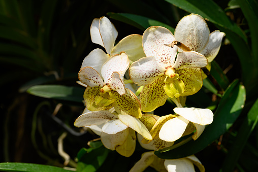 Beautiful yellow white Vanda orchid flower bouquet in ornamental garden