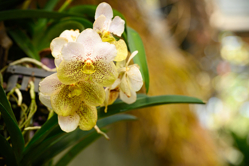 Beautiful yellow white Vanda orchid flower bouquet in ornamental garden