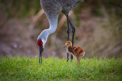 Sandhill Crane and baby in nature