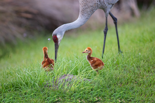 Whooping crane ( Grus Americana),beautiful cranes in north America.All the Whooping granes in the world is 757 pieces