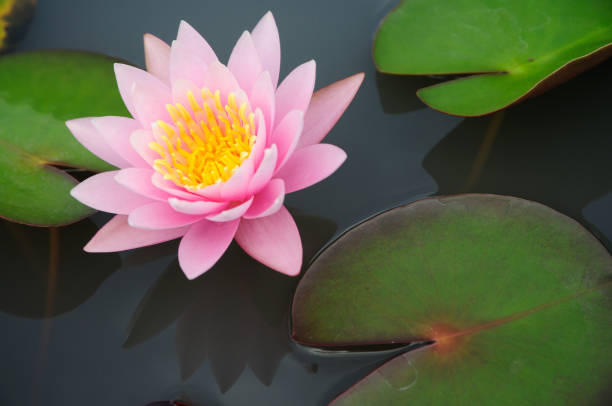 istock An Attractive Pink Water Lily 2113563177