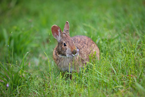 Female rex rabbit sits in grassy yard.
