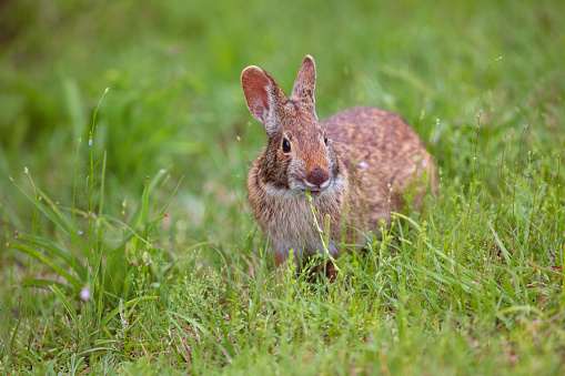 Rabbit looks directly at camera at ground level