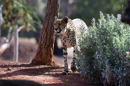 Cheetah in Werribee open range zoo Victoria Australia