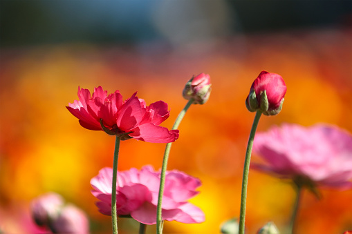 Selective focus of pink ranunculus blossoms