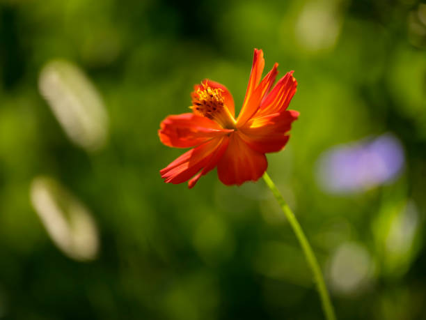 Looking down at the top of a sulphur cosmos wildflower flower grown outside in a private backyard garden in Highland Park, Illinois.