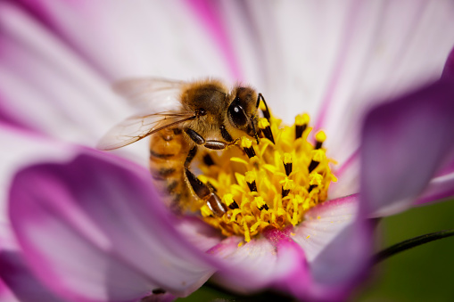 A western honey bee sitting on a garden cosmos wildflower in a backyard garden in Highland Park, Illinois.