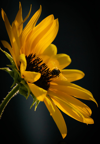 A sunflower bee, a species of honey bee, on a common sunflower in a home backyard garden in Highland Park, Illinois.