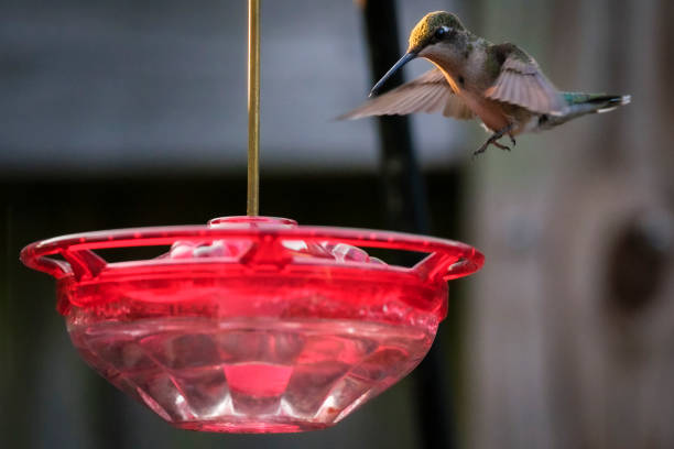 istock A ruby-throated hummingbird hovering above a hummingbird feeder filled with sugar water photographed in a backyard garden in Highland Park, Illinois. 2113591588
