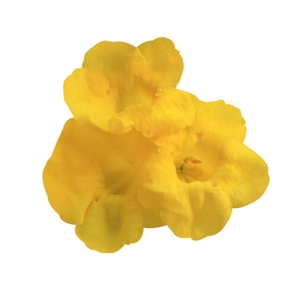 Yellow elder or Trumpetbush or Yellow trumpet-flower isolated. Yellow elder or Trumpetbush or Yellow trumpet-flower or Yellow trumpetbush flowers. Close yellow flowers bunch isolated on white background. elderberry photos stock pictures, royalty-free photos & images