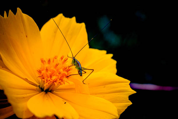 yellow kenikir flowers that provide tranquility