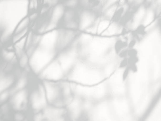 istock Natural leaves shadow on white cement wall background 2113614336