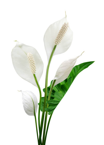 istock Peace lily flowers isolated on white background 2113614338