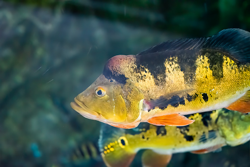 Cichla ocellaris,  known as the butterfly peacock bass in aquarium