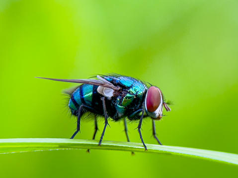 Green flies are a species of fly that is often seen flying around trash cans